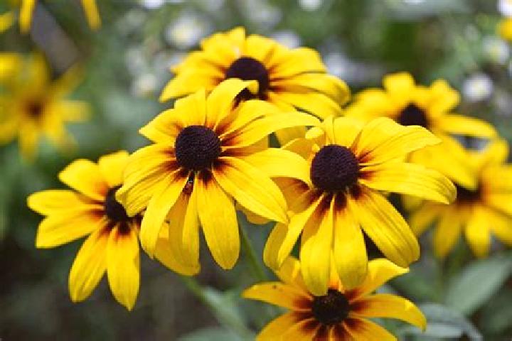Avion (Lambda Gaming) slot game