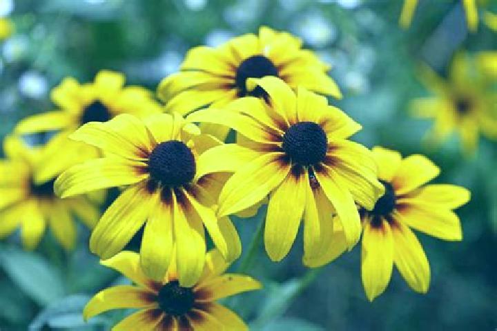Boom Boom Marmot slot machine