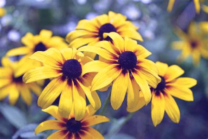 Candy Pop (Pragmatic Play) slot