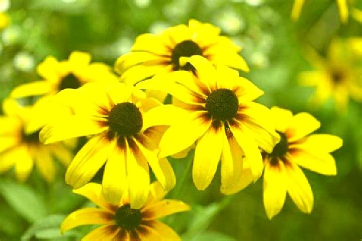 Hot Potato Battleground slot game