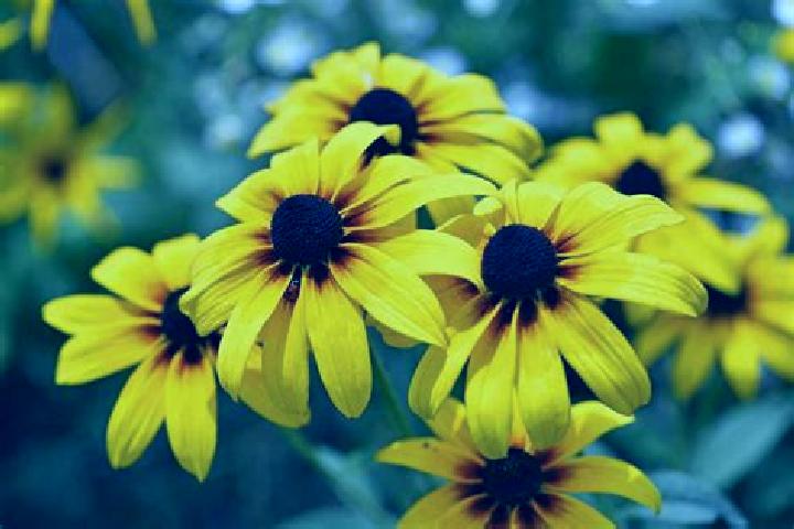 Mega Hot 20 slot machine