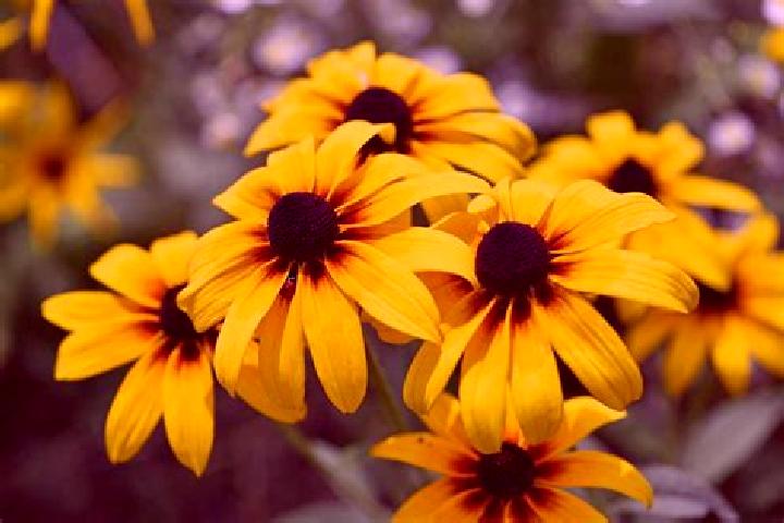Pixel Castle slot