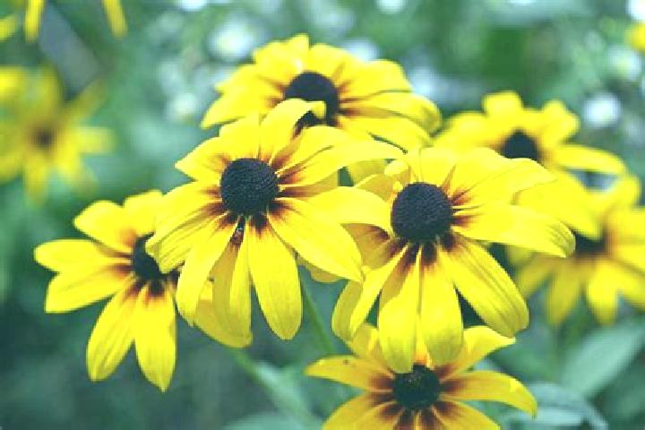 Pixel Reels online slot