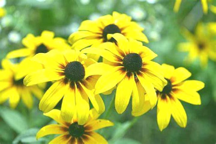 Shanghai Night slot game